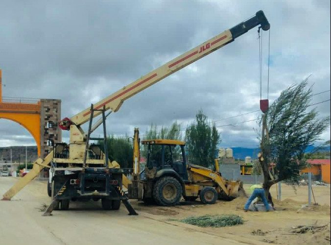 gobierno municipal planta 10 hermosos olivos al arco monumental