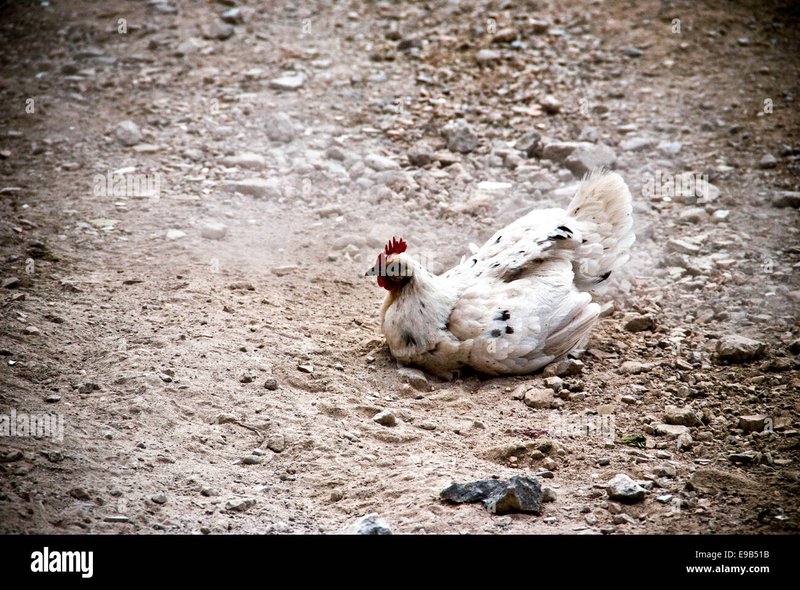 Chicken road italia, chicken road originale